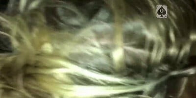 Hooker wife is Cock Sucker2